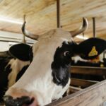 Combiboard Vleesveestallen